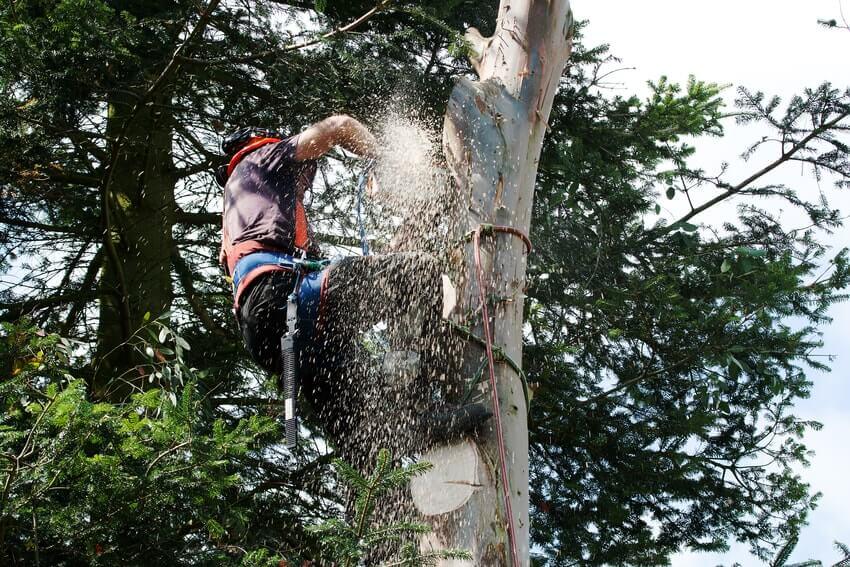 Tree Surgeon Company Welling DA16