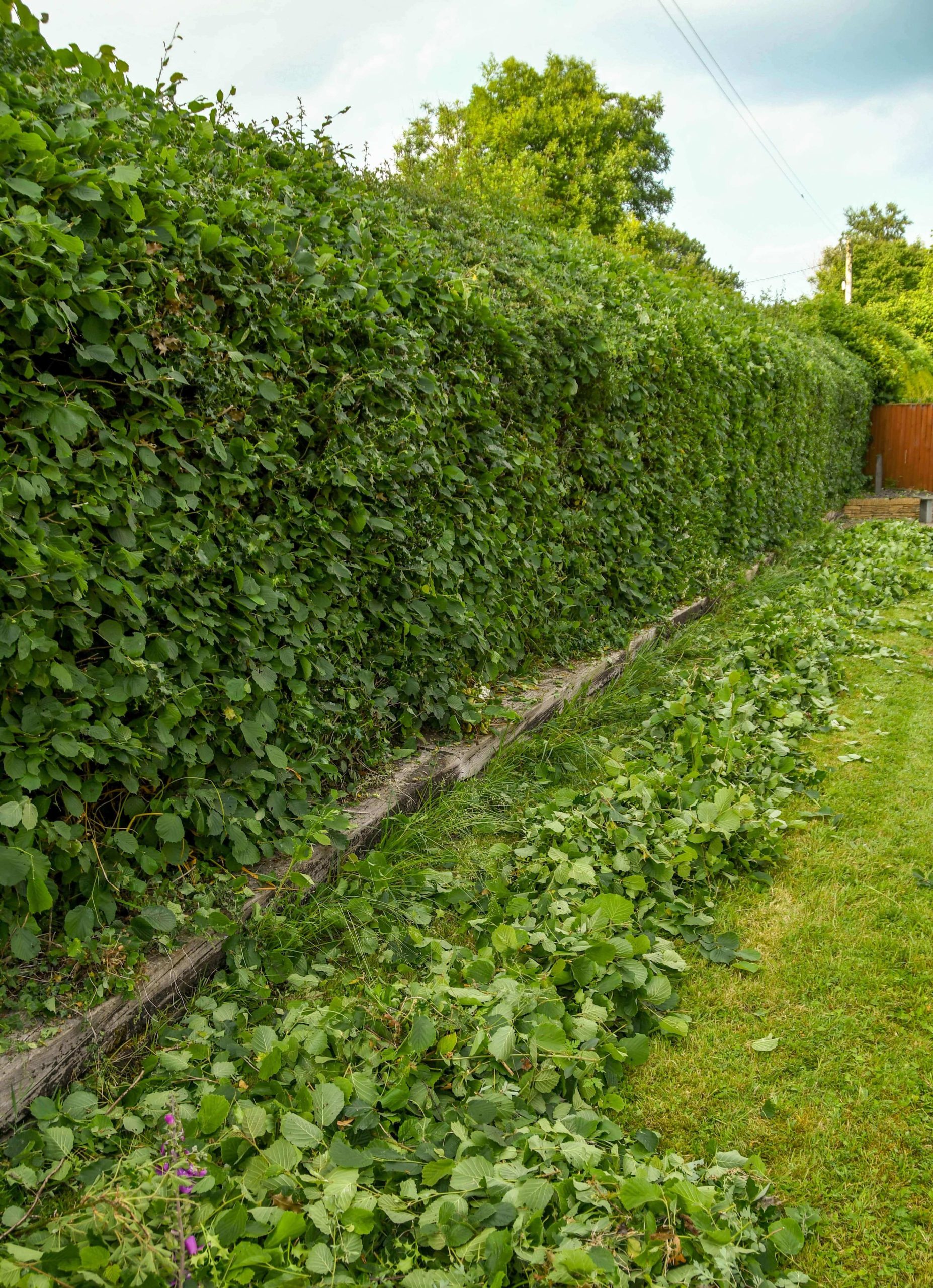 Garden Maintenance Welling DA16